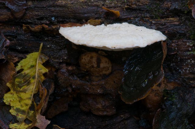Aphyllophorales 5335 (Postia stiptica)